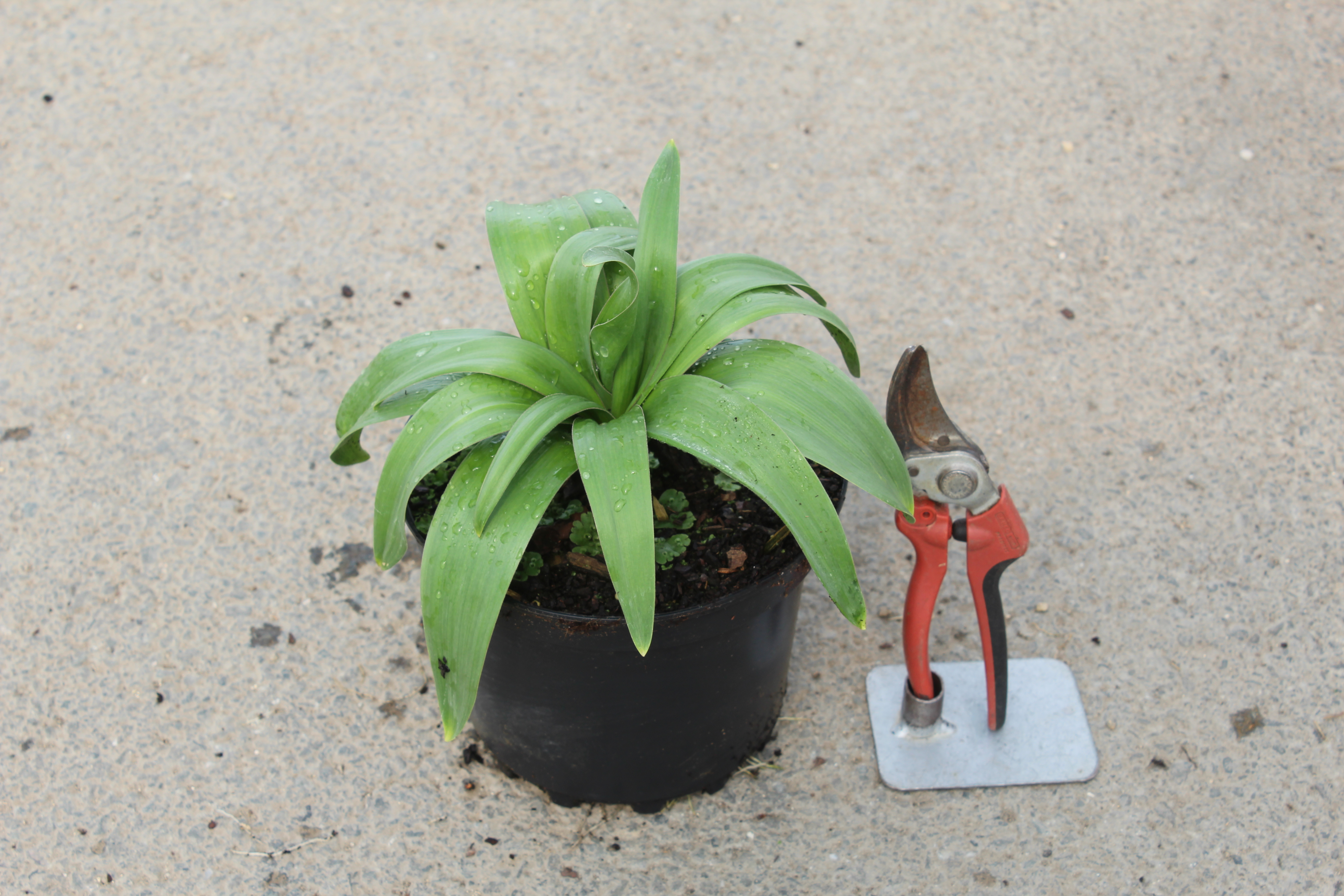 Ail géant de l'himalaya 'Globemaster'