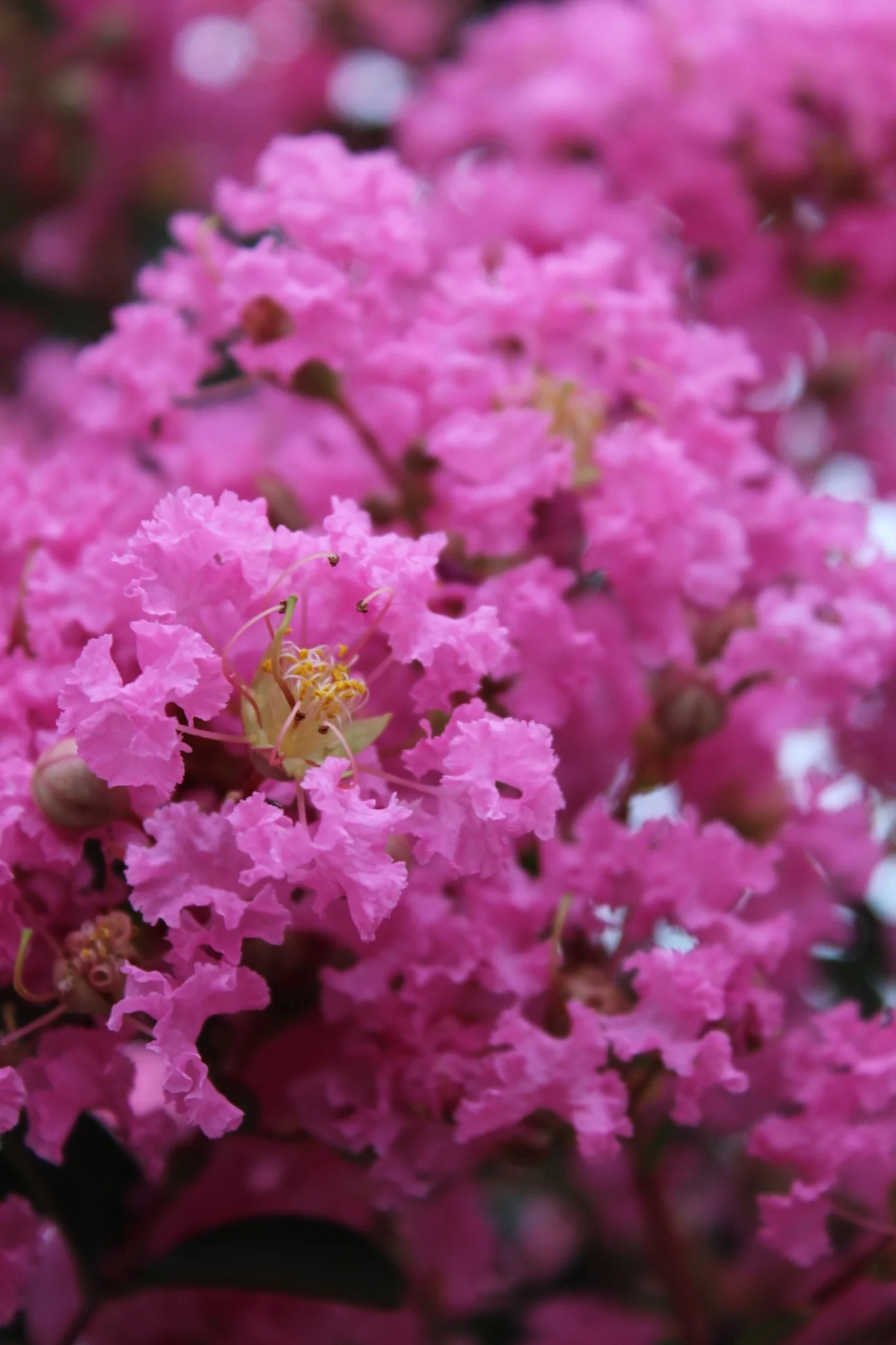 Lilas des indes 'Monbazillac'