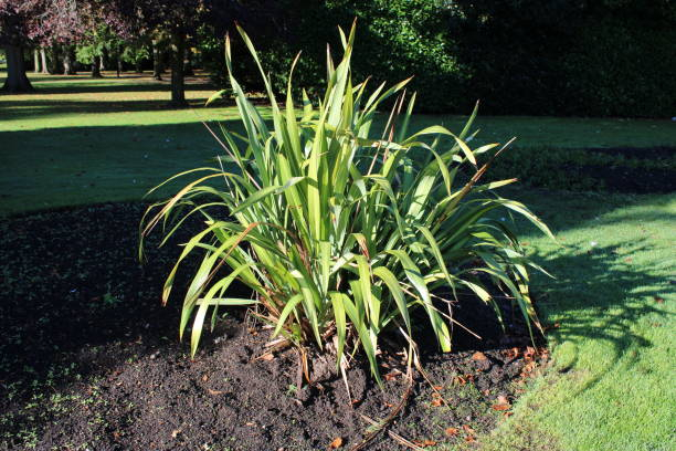 Phormium 'Cultivar'