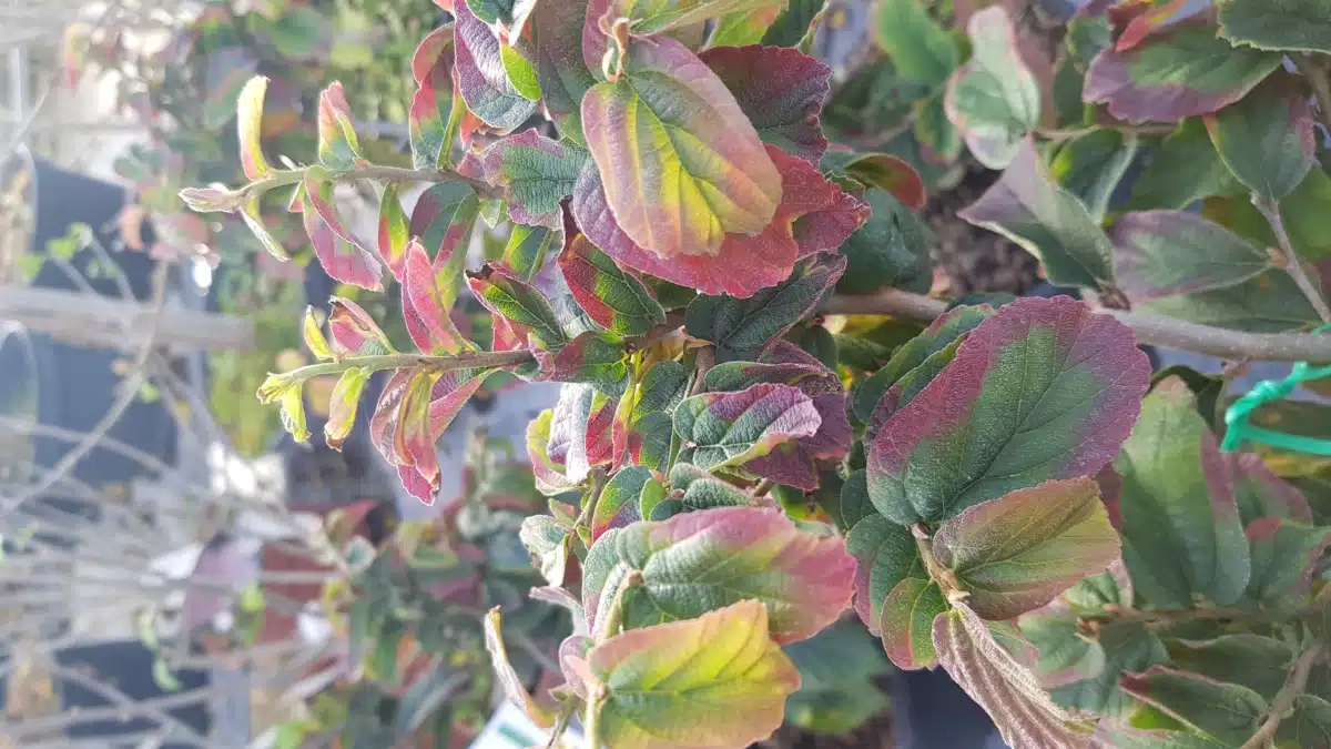 Parrotie de perse 'Bella'