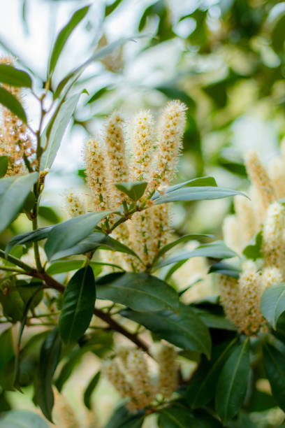 Laurier palme 'Caucasica darts'