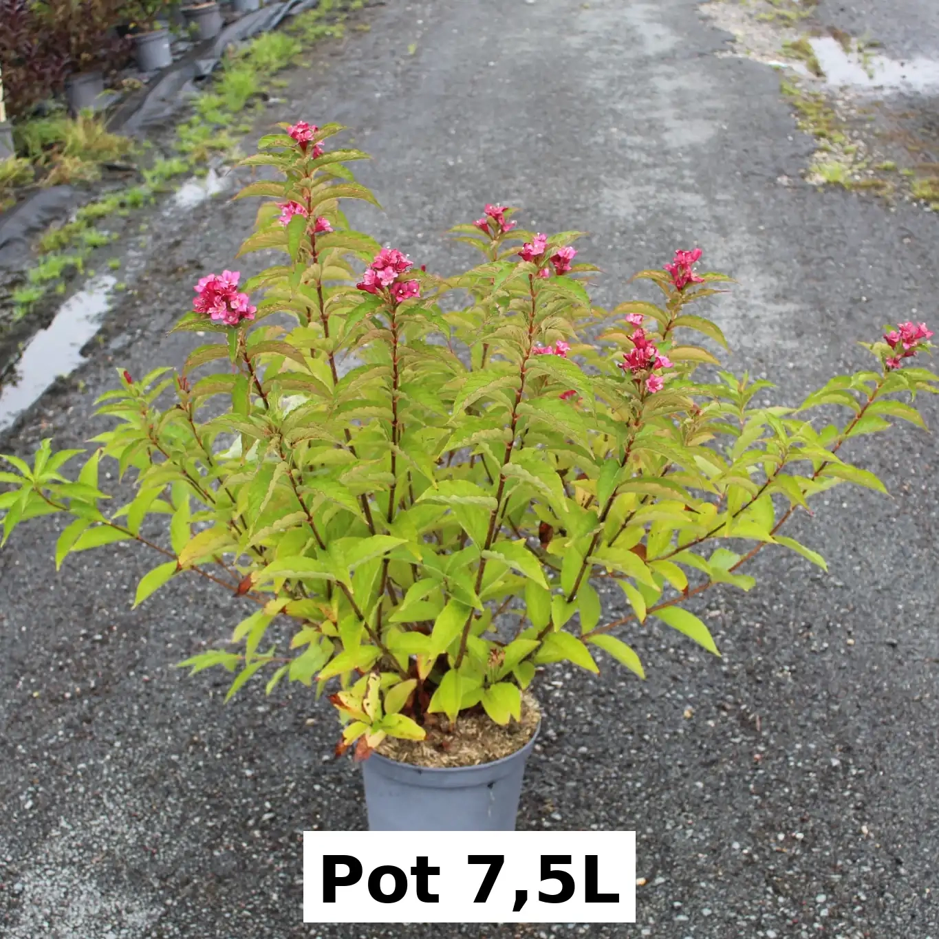 Weigelia 'Bristol ruby'