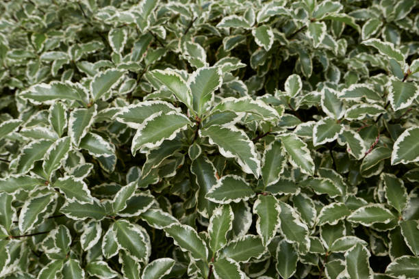 Pittospore 'Bannow bay'