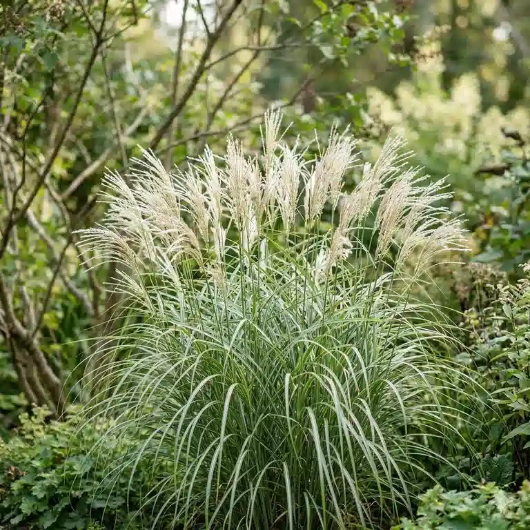 Miscanthus 'Silver cloud'