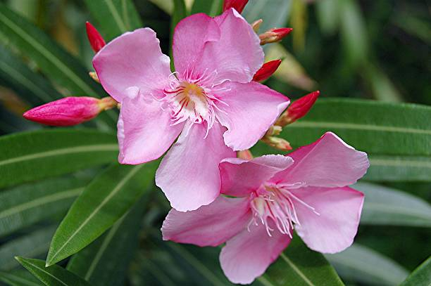 Laurier rose 'Colise'
