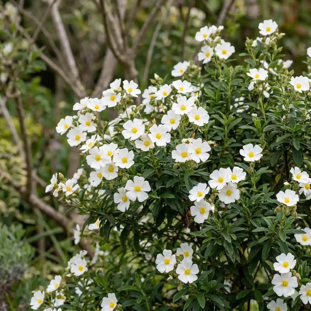 Cistus 'Little miss sunshine'