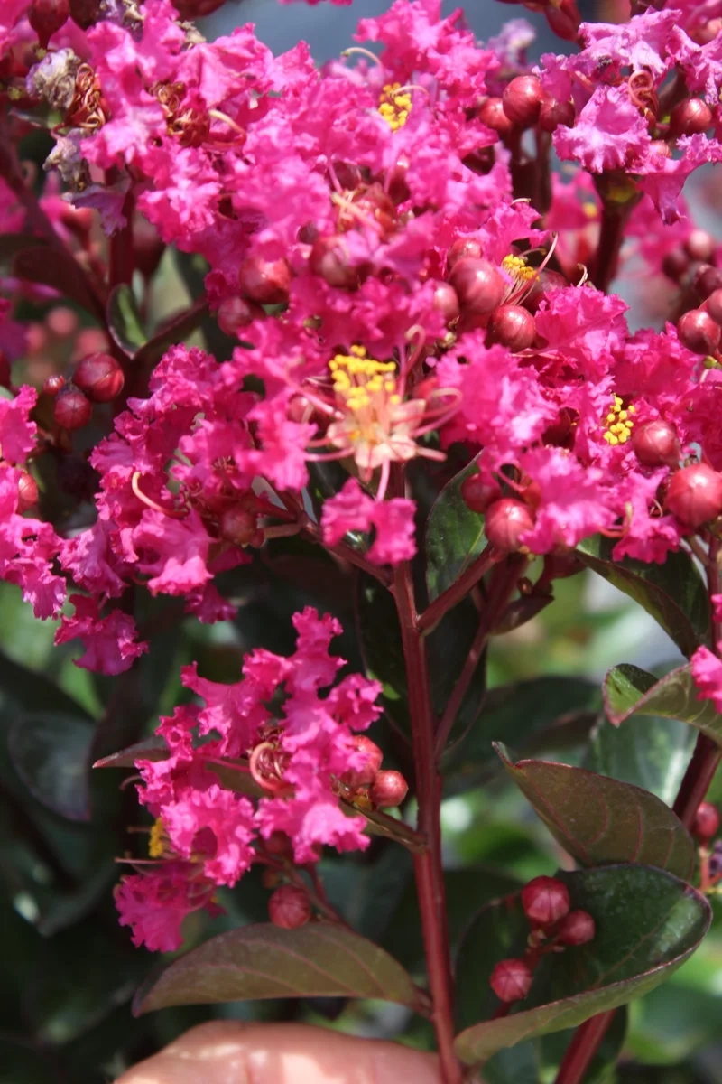 Lilas des indes 'Pink velour'
