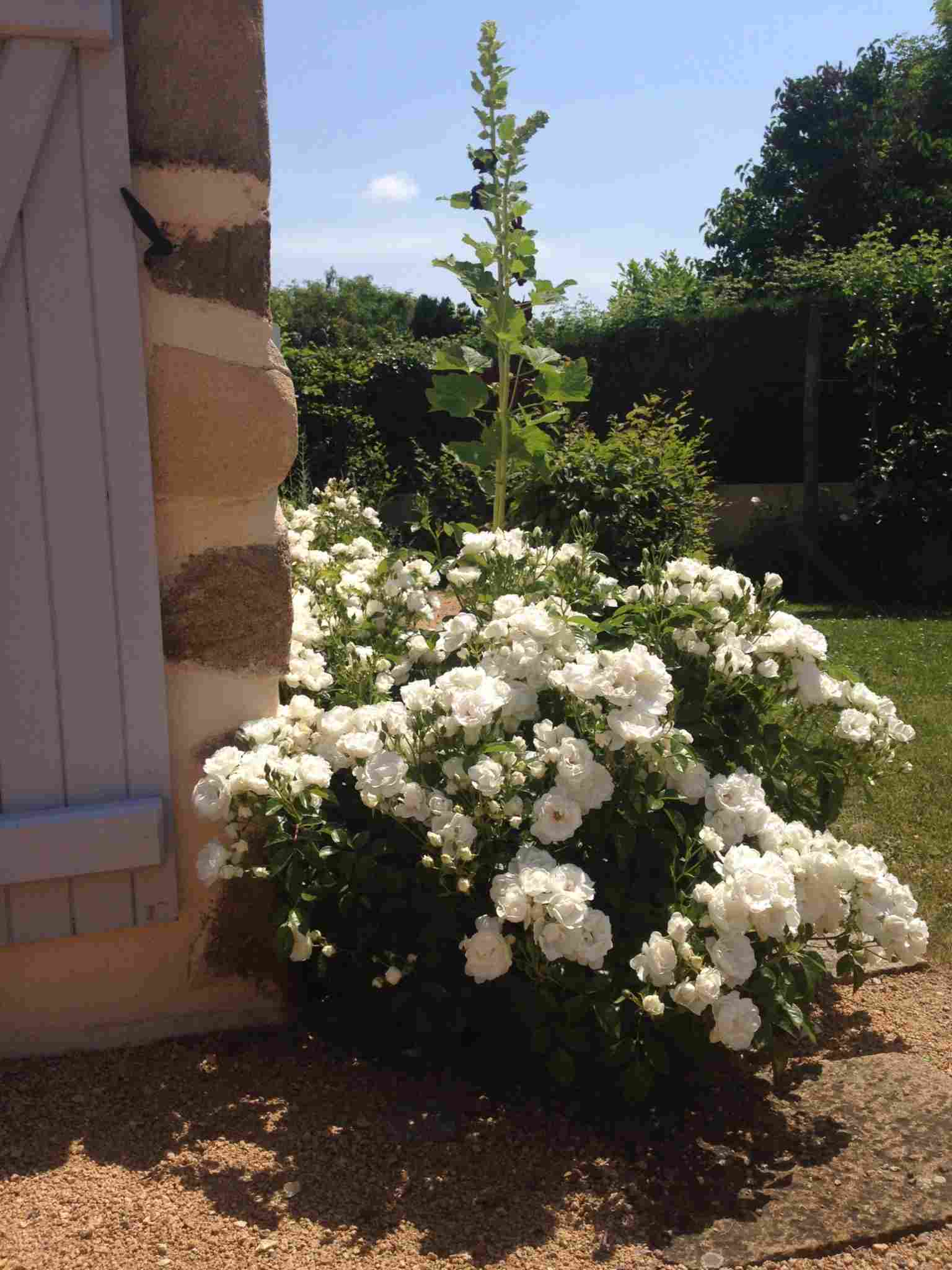 Rosier 'Dominique loiseau '