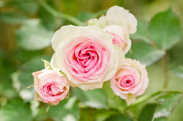 Rosier 'Mini pierre de ronsard '