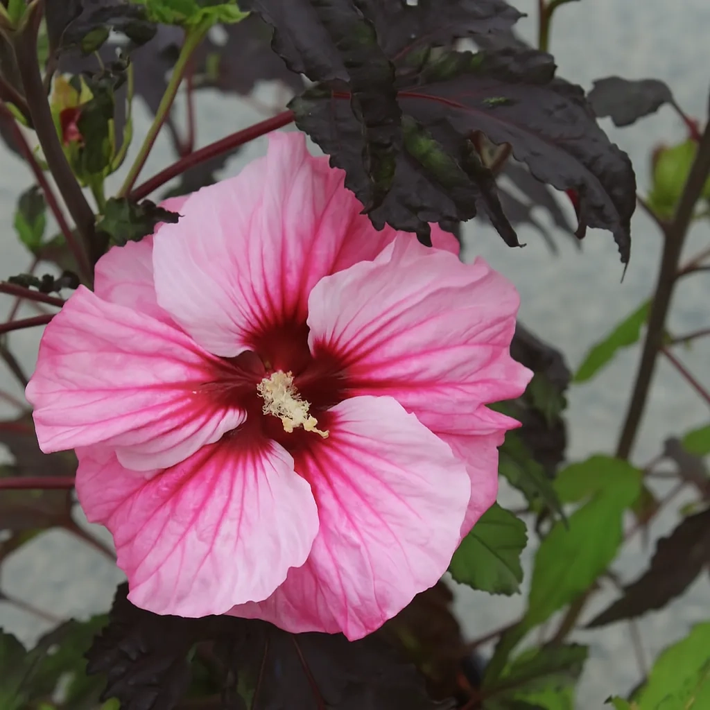 Hibiscus des marais 'Pink candy'