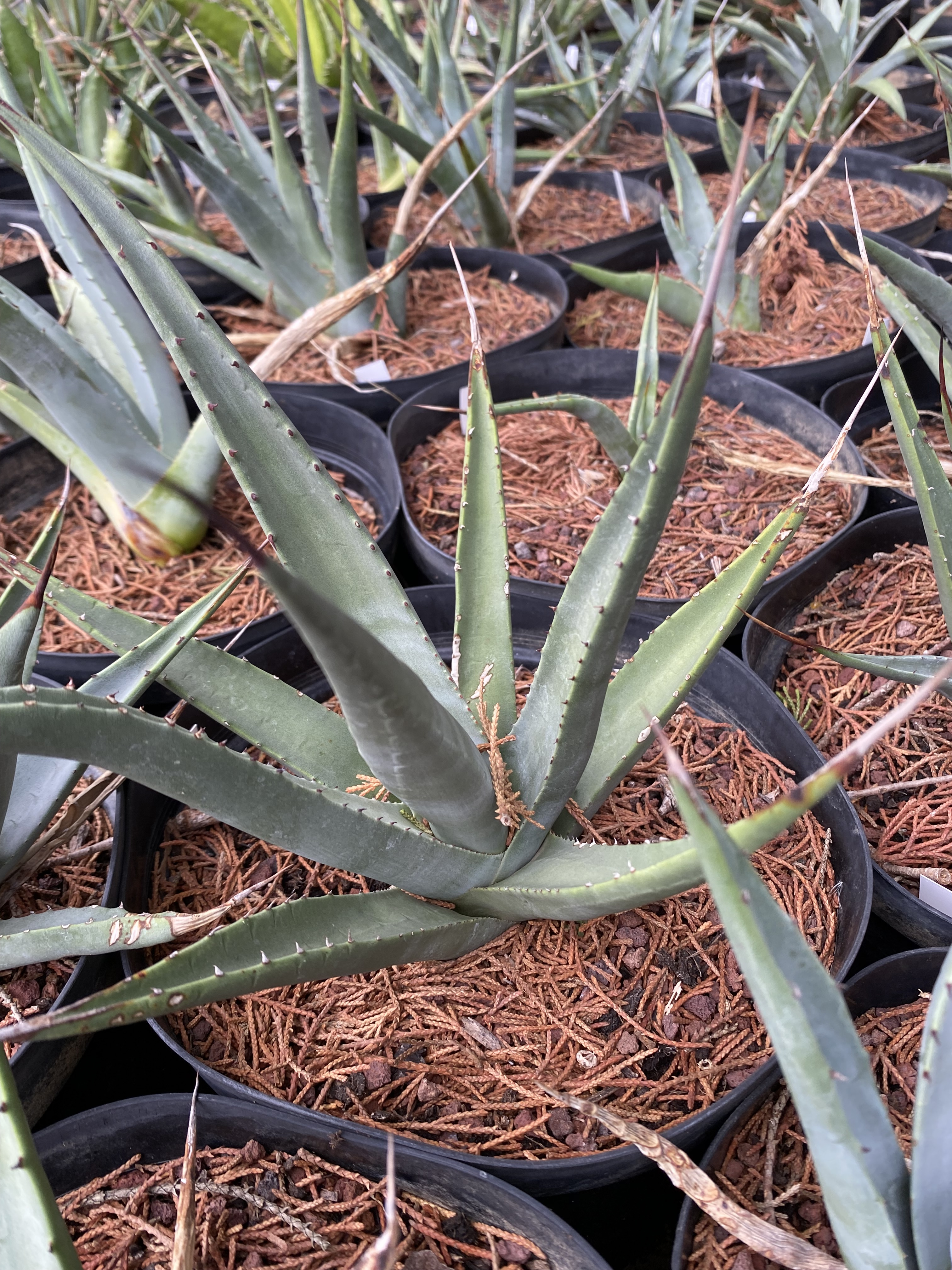 Agave  deserti 'Deserti'