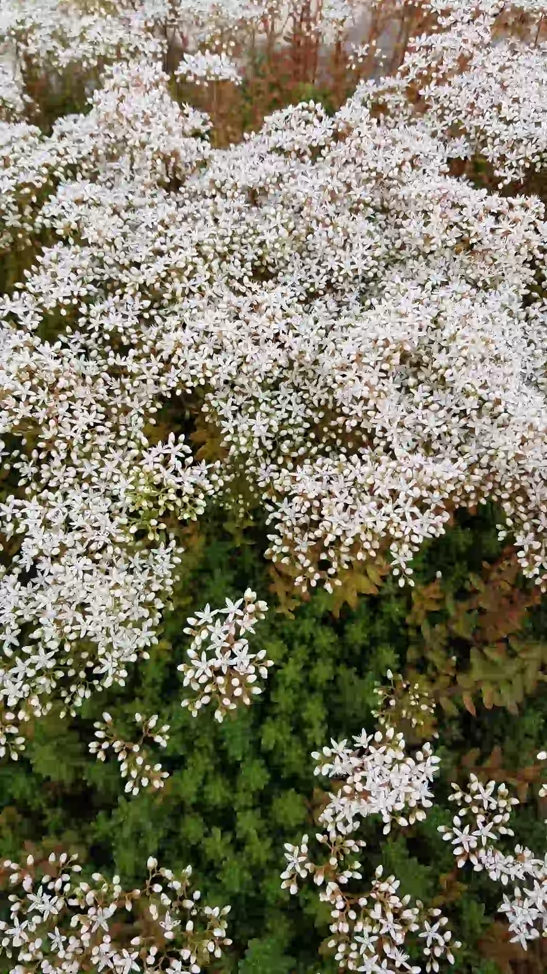 Sédum blanc ' '