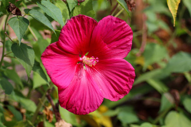Hibiscus des marais 'Rubra'