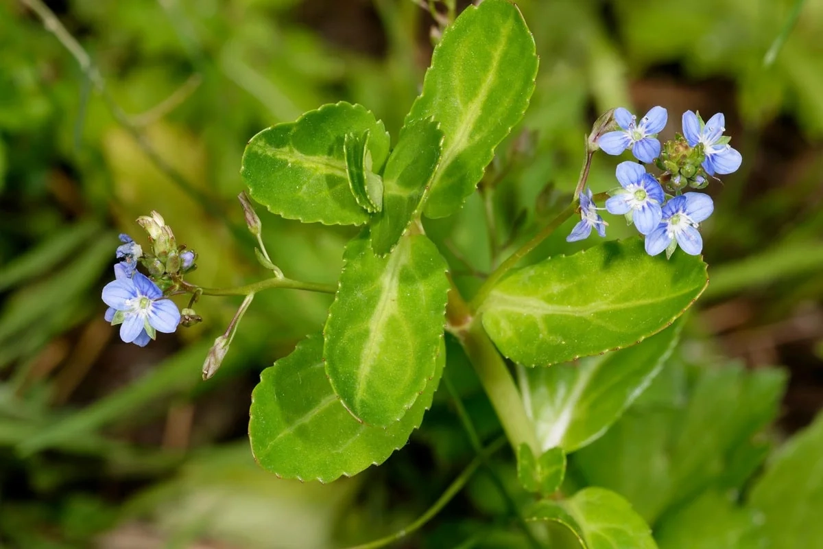 Véronique des ruisseaux