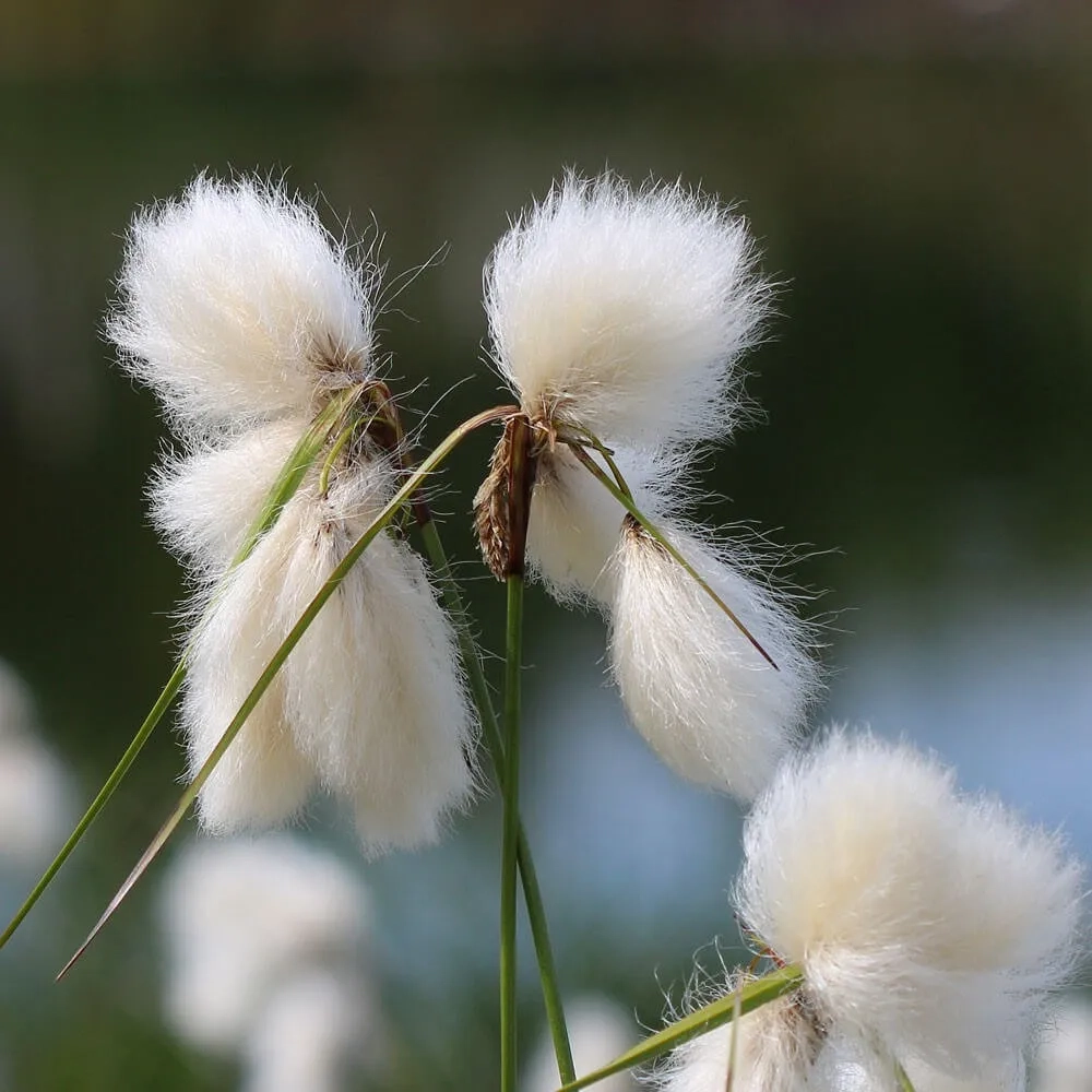 Linaigrette à feuilles étroites