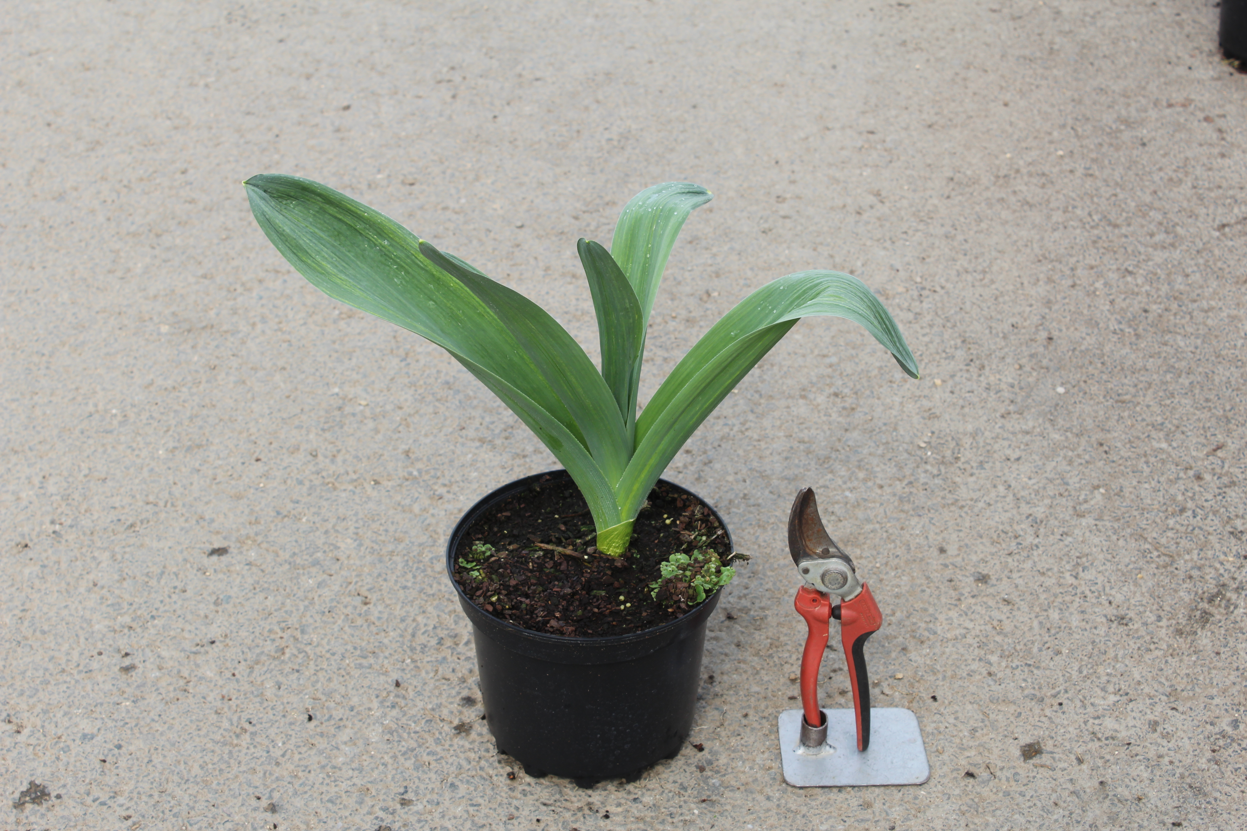 Ail d'ornement 'Mount everest'