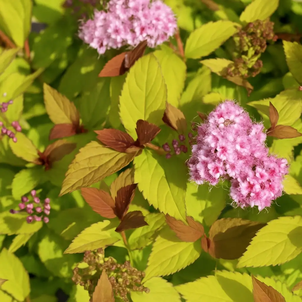 Spirée du japon 'Magic carpet'