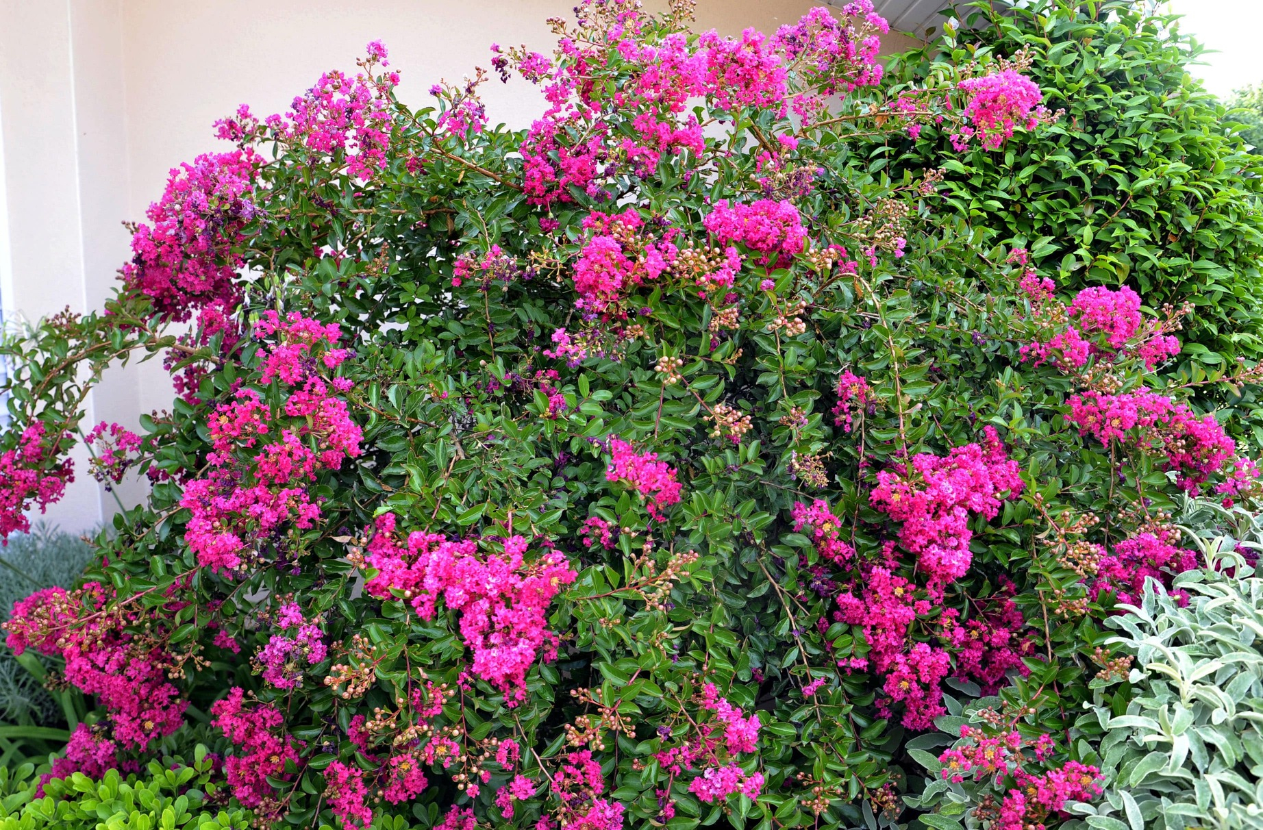 Lilas des indes 'Fuchsia'
