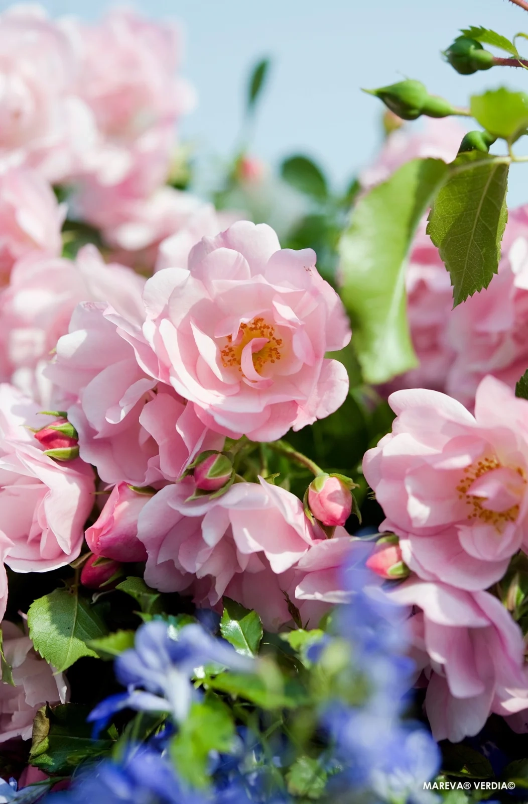 Rosier 'Mareva rose tendre '