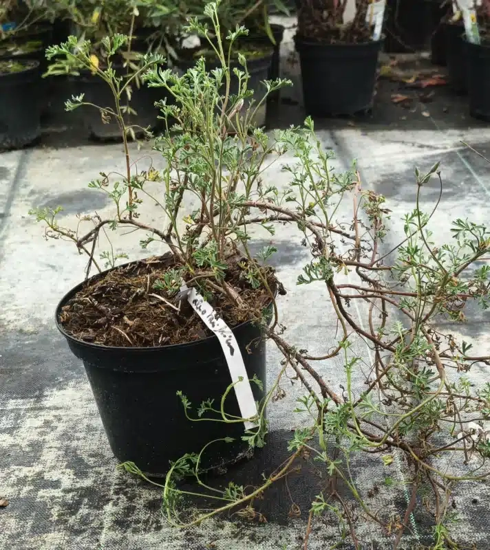 Géranium au parfum d'eucalyptus ' '
