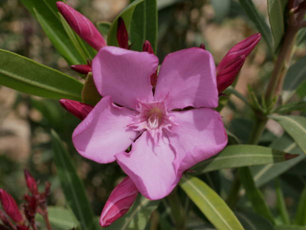 Laurier-rose 'Belle helene rose'