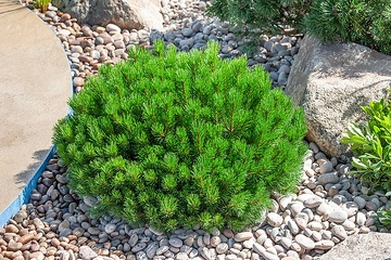 Pin de montagne 'Pumilio'