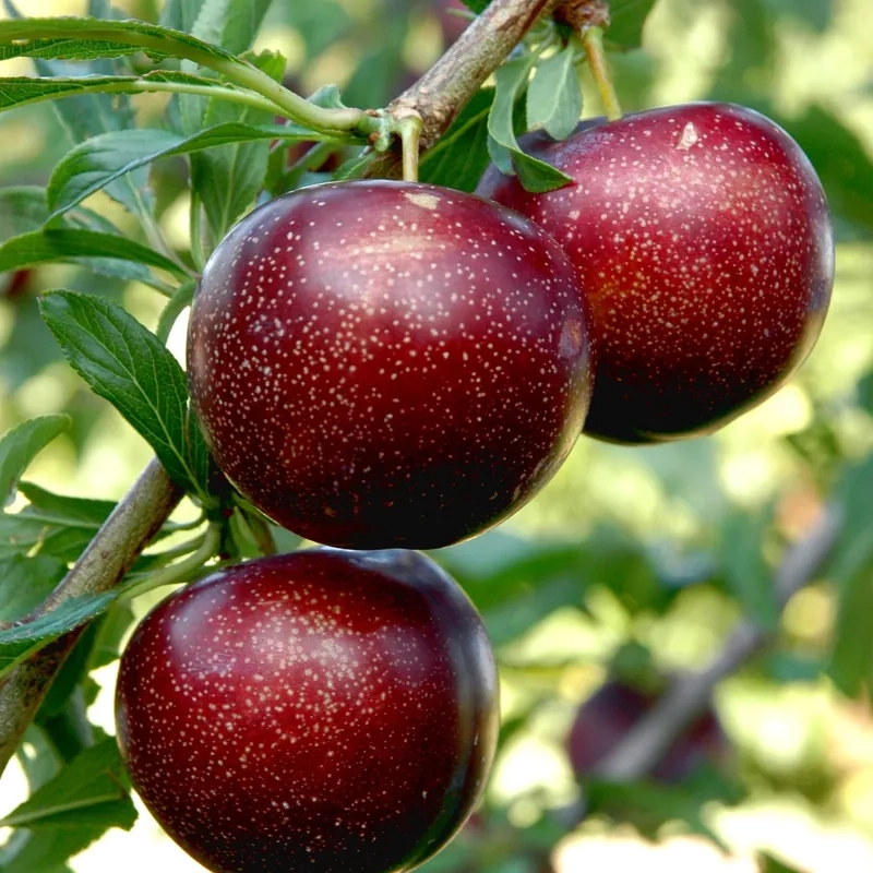 Pluot 'Purple candy'