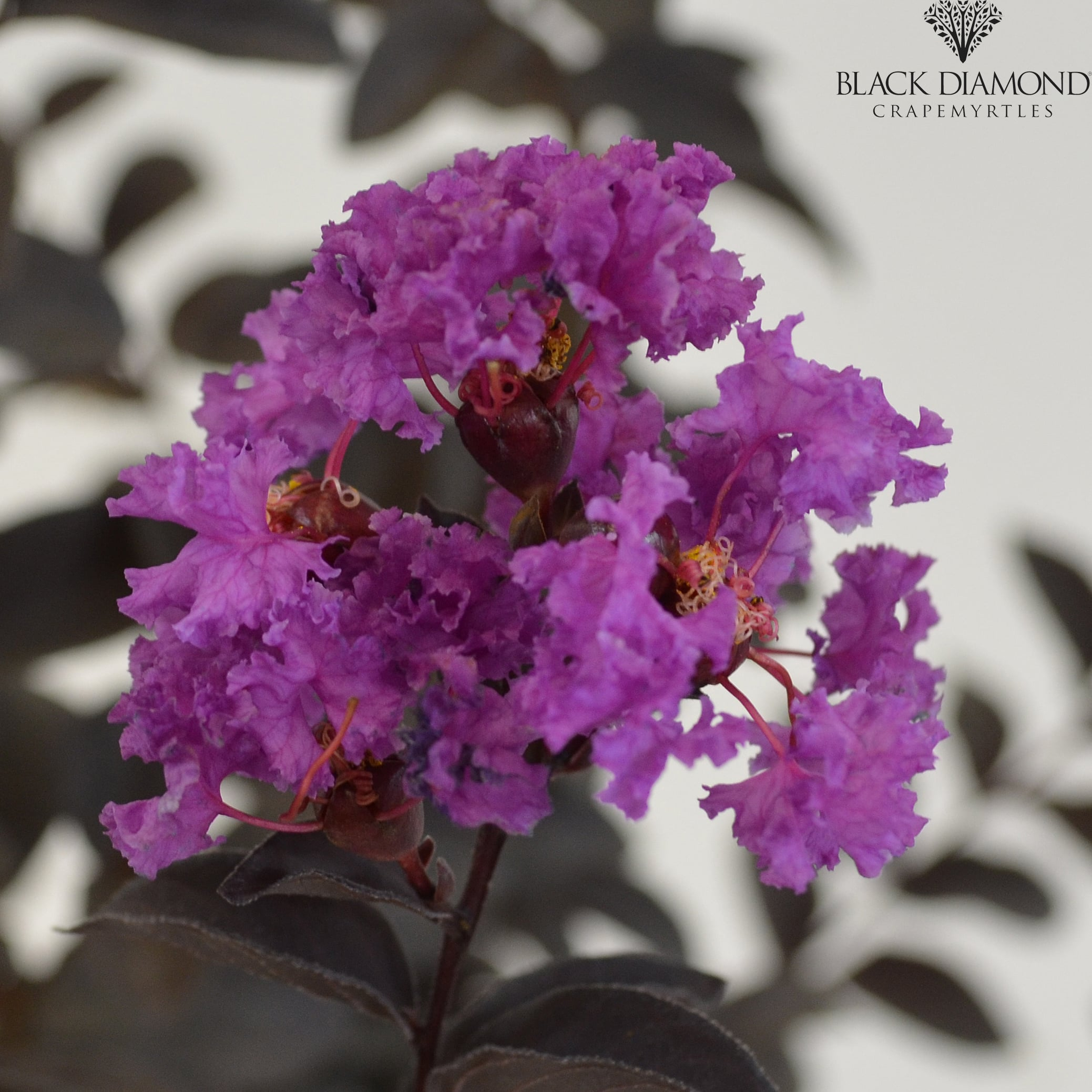 Lilas des indes 'Pure white'