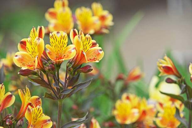 Alstroemeria 'Summer breeze'