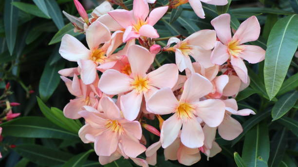 Laurier rose 'Souvenirs des iles capri'