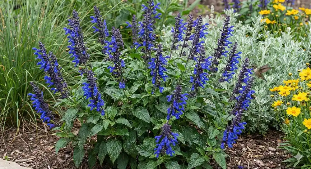 Sauge guarani 'Rockin ' true blue ®'