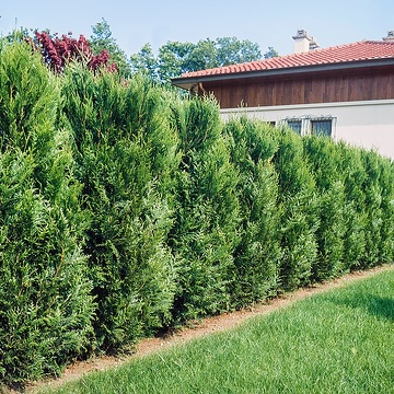 Thuya géant 'Atrovirens'