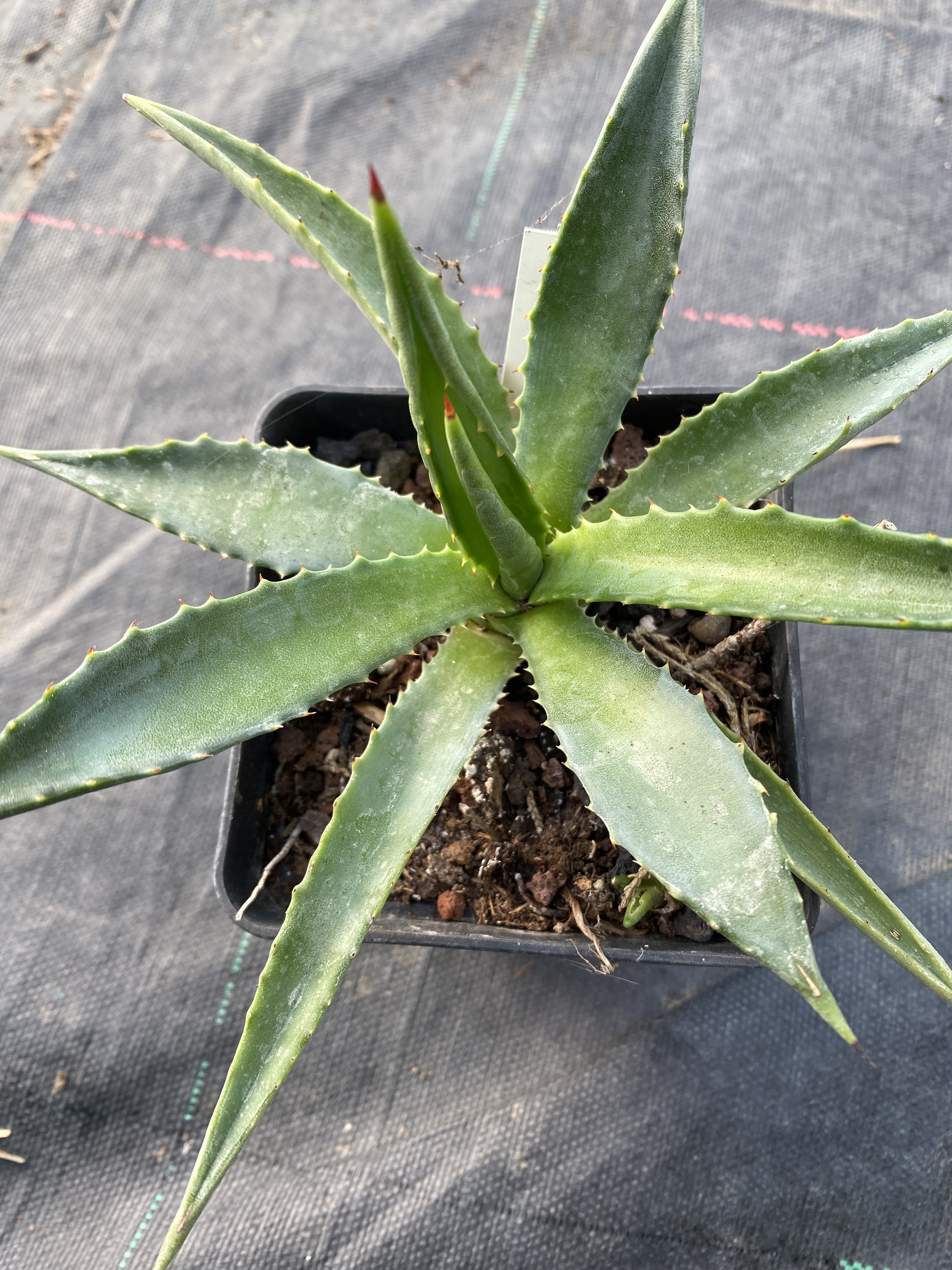Agave  decipiens