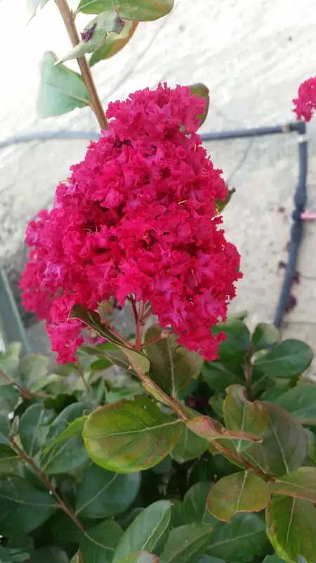 Lilas des indes 'Braise d'été®'