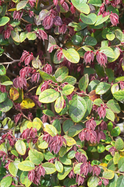 Loropétale de chine 'Blush'