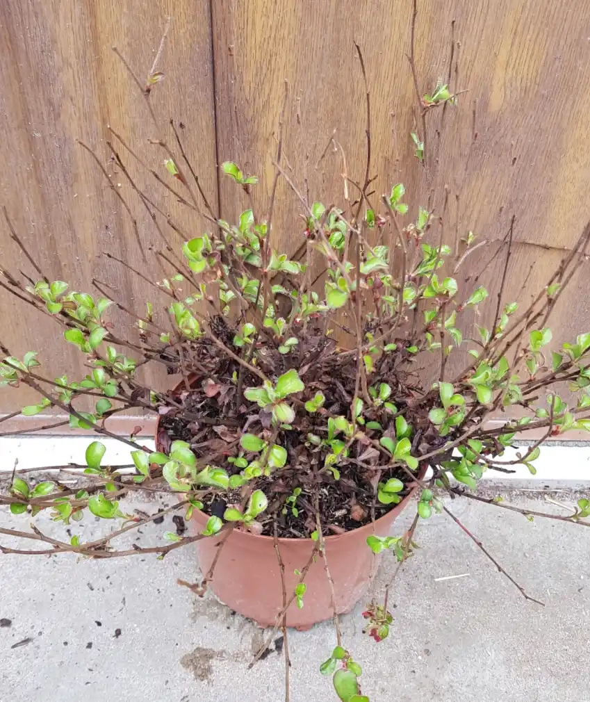 Plumbago de chine