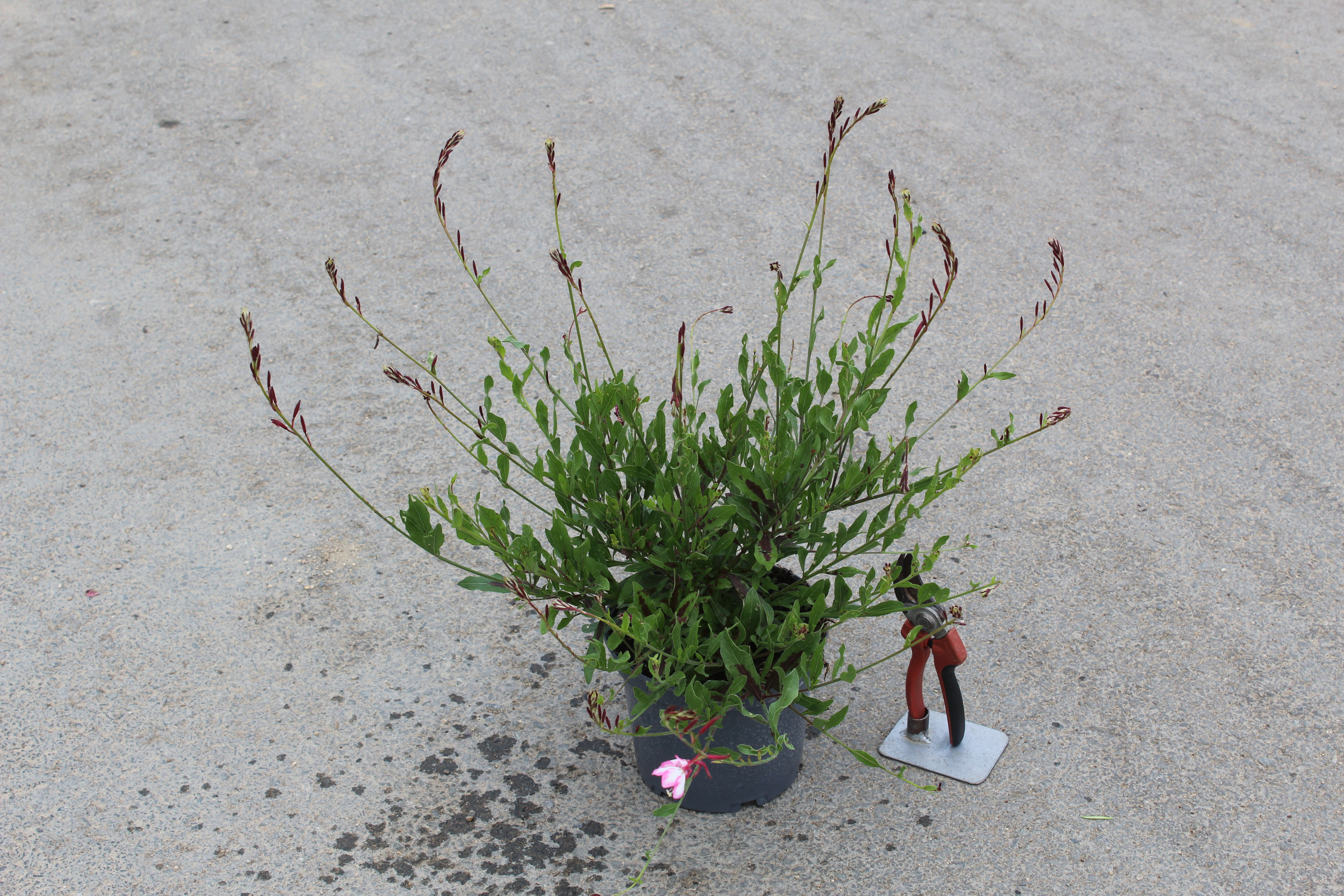 Gaura 'Freefolk rosy'