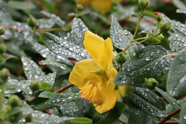 Millepertuis de hooker 'Hidcote' - Image secondaire