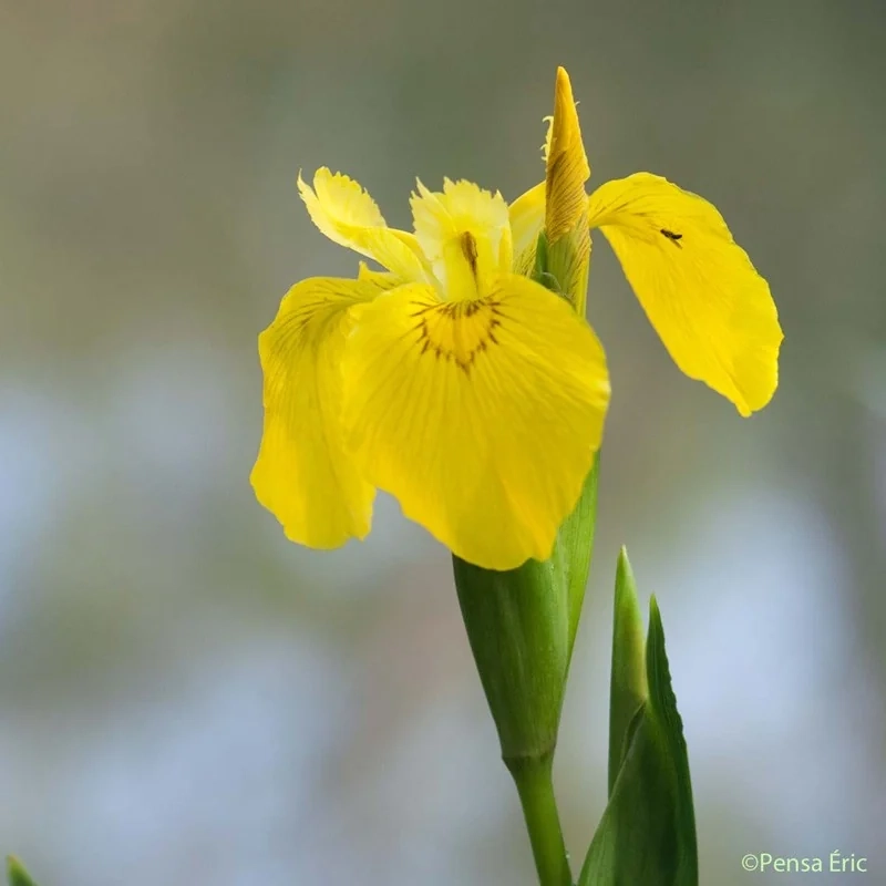 Iris des marais (jaune)