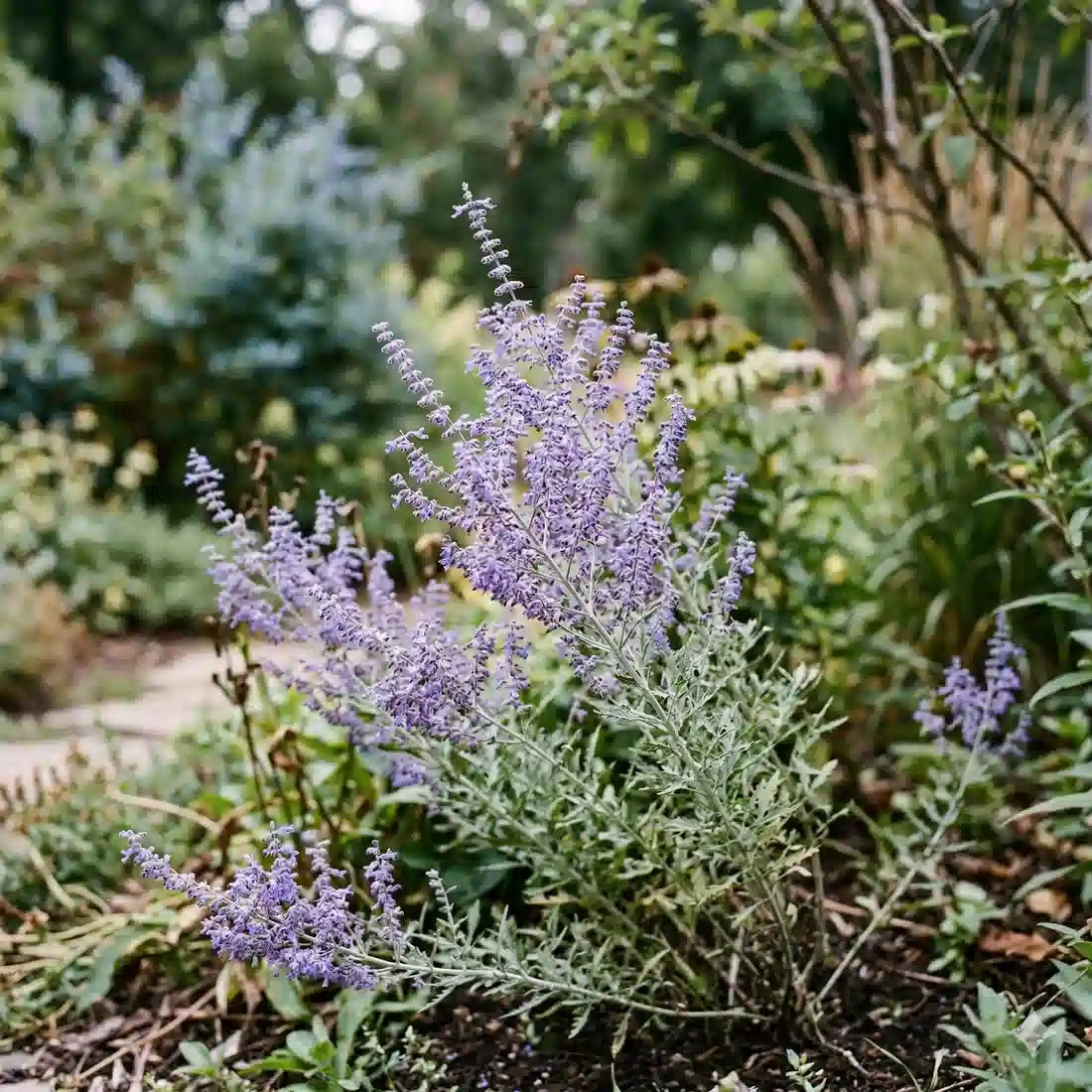 Sauge de sibérie 'Feathery blue'