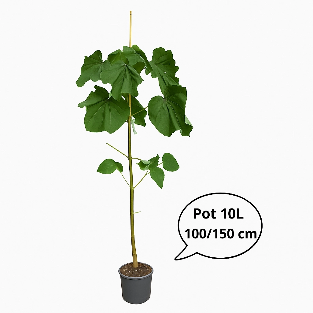Paulownia 'Fast blue'