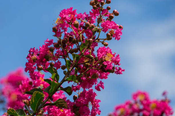 Lilas des indes 'Bellevue'