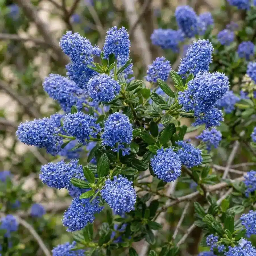 Céanothe 'Cool blue'