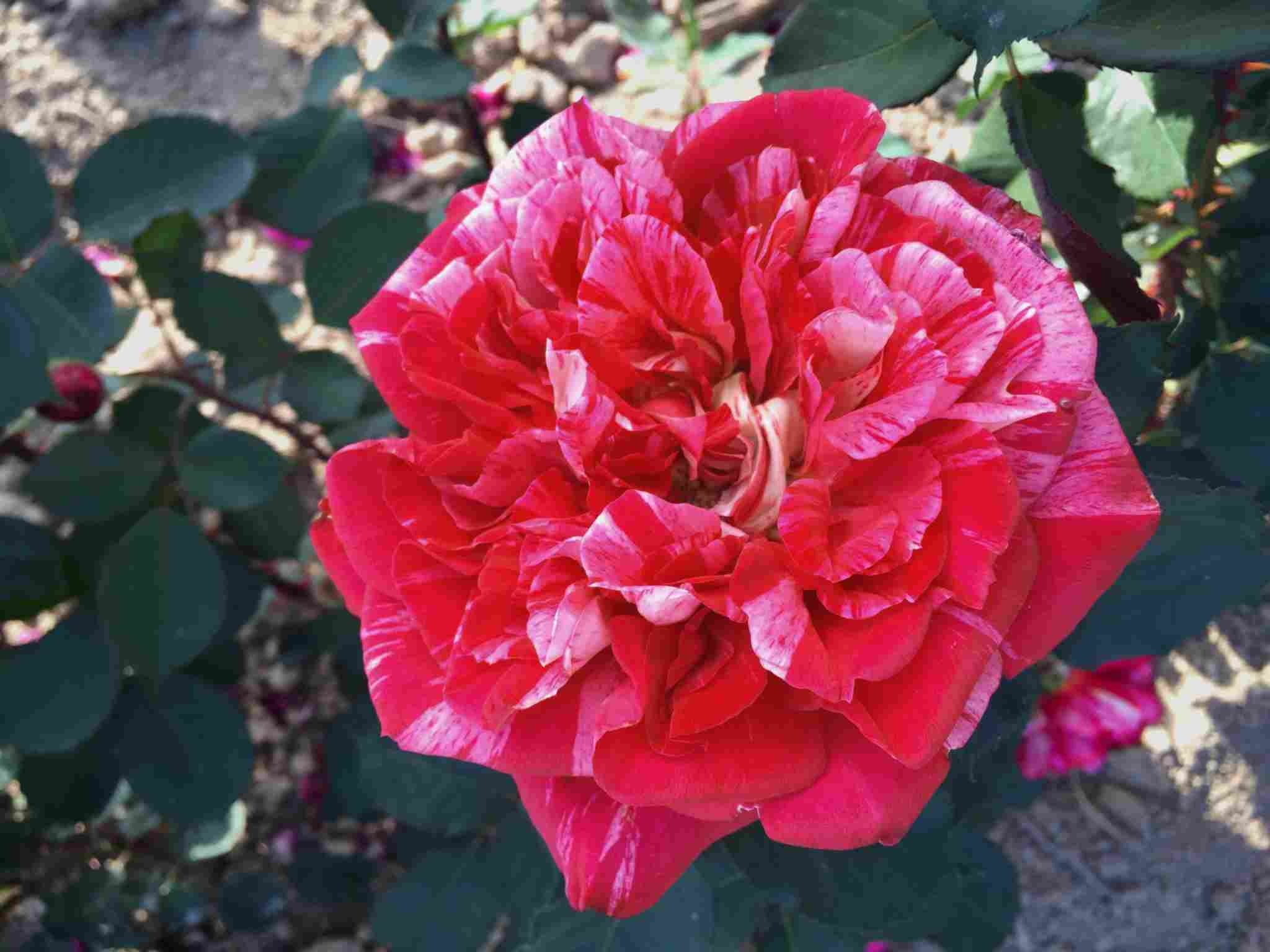 Rosier 'Berthe morisot '