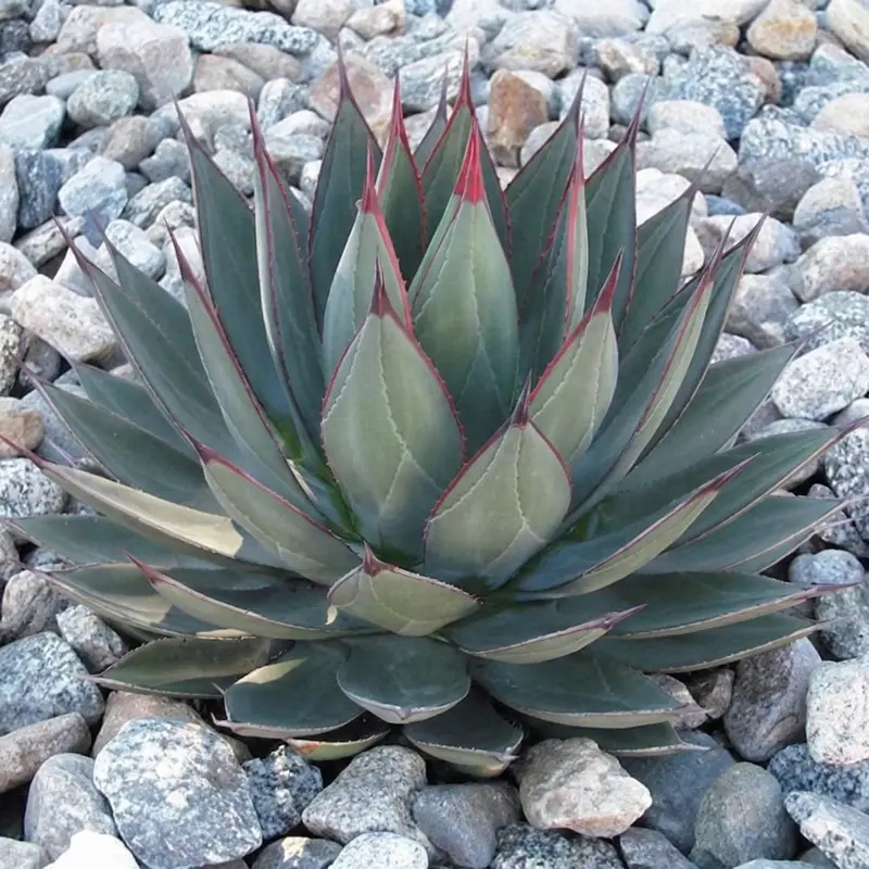 Agave  blue ember