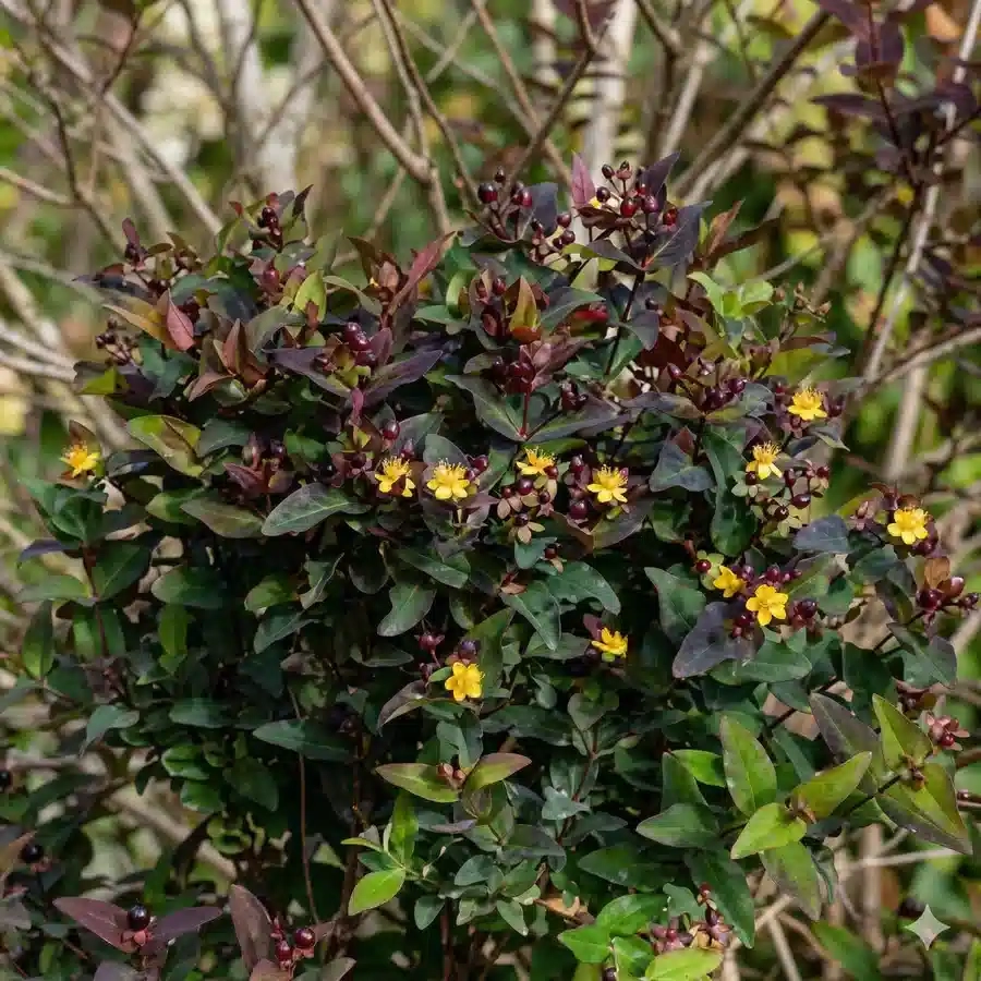 Millepertuis 'Night'