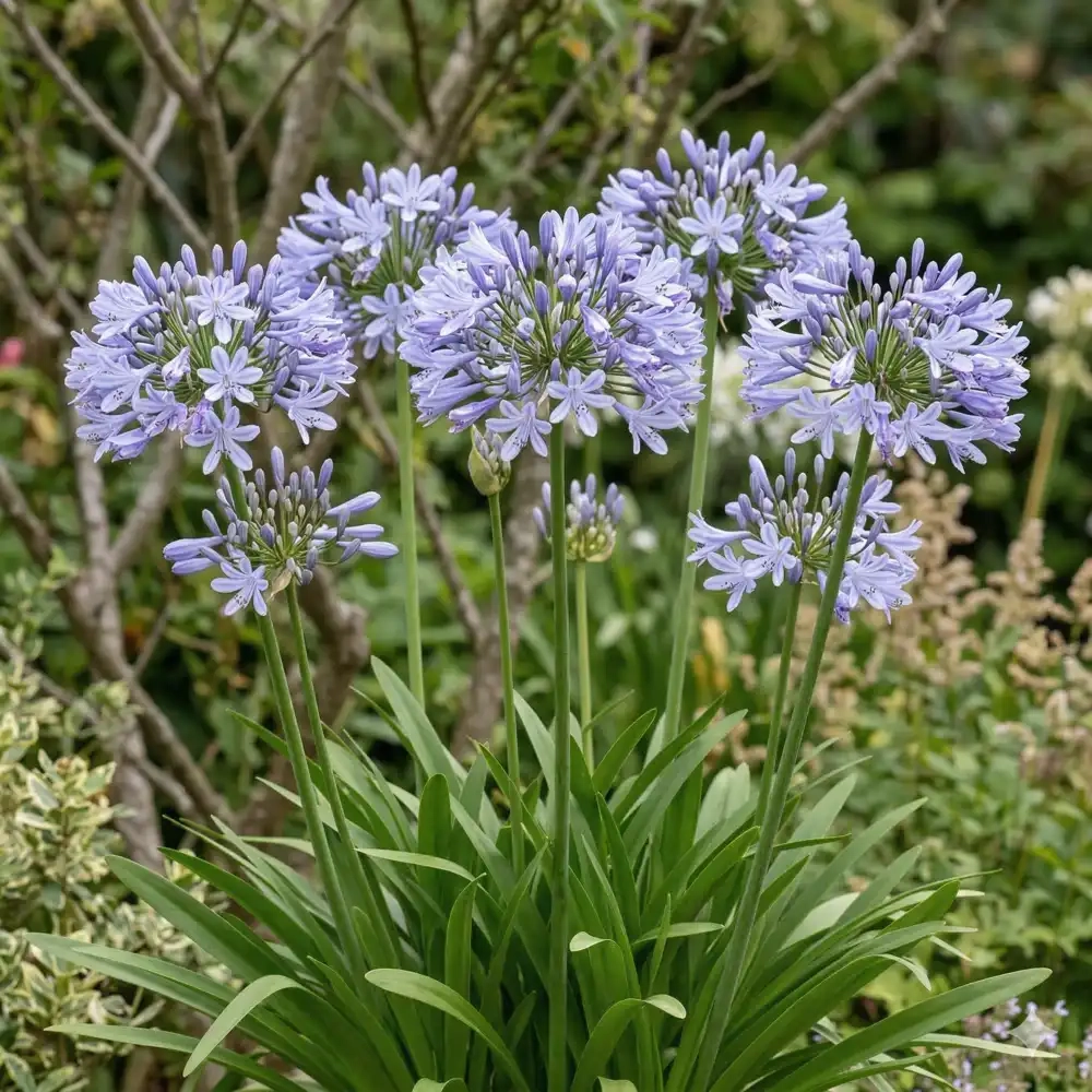 Agapanthus 'Sparkle'