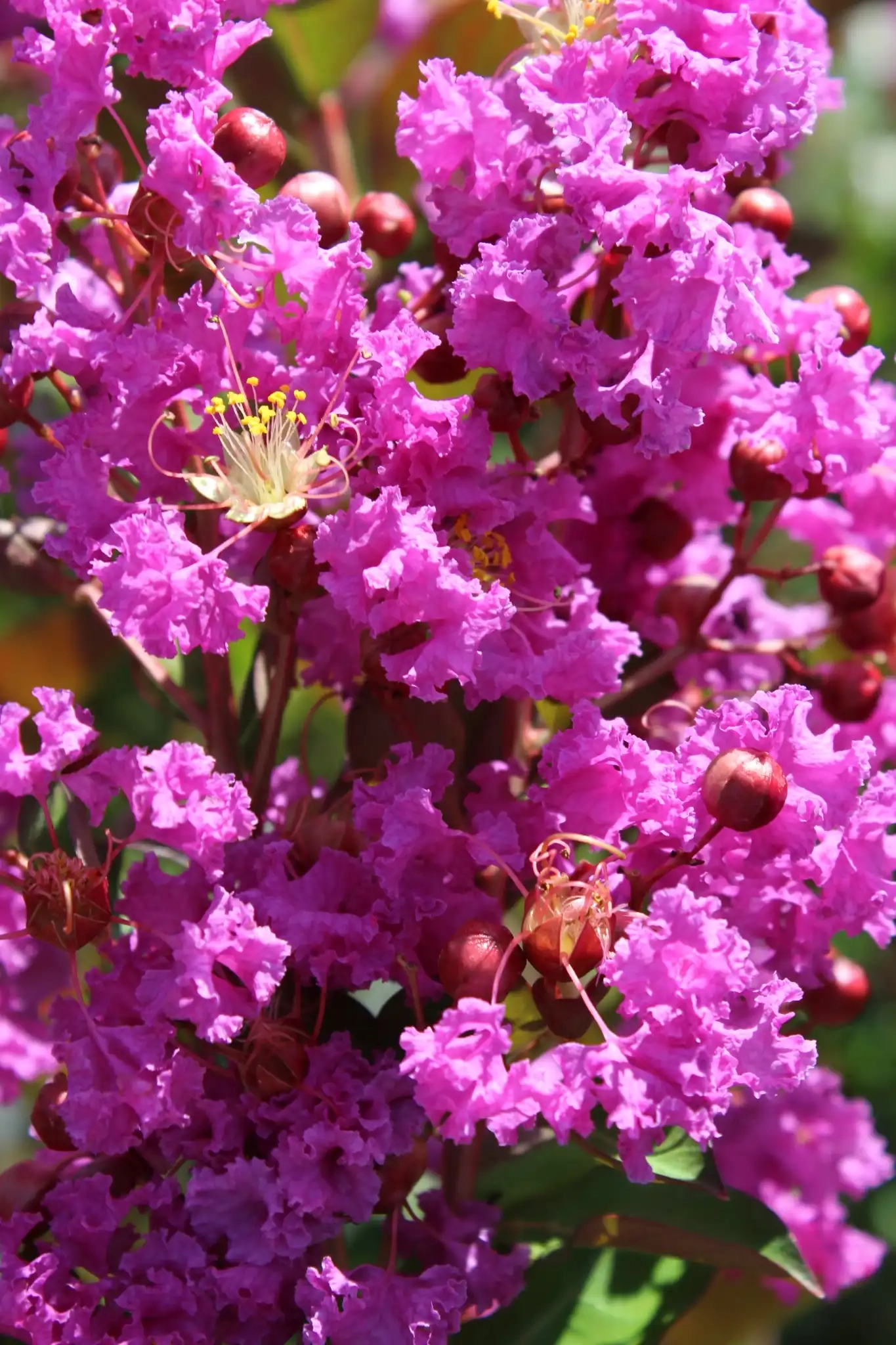 Lilas des indes 'Terre chinoise'