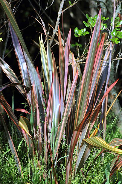 Phormium 'Rainbow'