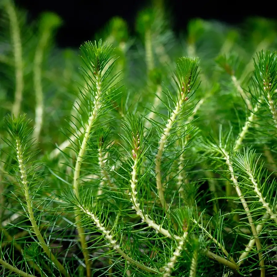 Myriophylle
